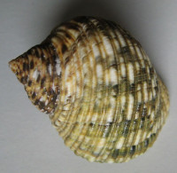 Turbo setosus Gmelin, 1791   
