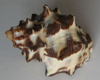 Thais bitubercularis  (Lamarck, 1822)