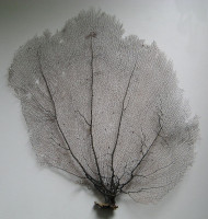 Gorgonia flabellum    (Gorgonie vějířovitá)