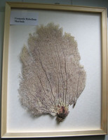 Gorgonia flabellum, (Gorgonie vějířovitá) v dřevěném rámečku  