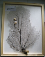 Gorgonia flabellum  (Gorgonie vějířovitá) v dřevěném rámečku  