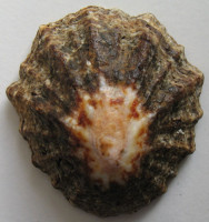 Patella oculus, Born, 1778