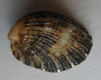 Helcion pectunculus (Gmelin, 1791) 
