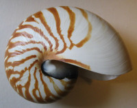 Nautilus pompilius, Linnaeus, 1758
