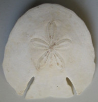 Echinodiscus auritus Leske, 1778   GIANT