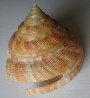 Mikadotrochus hirasei  Pilsbry, 1903