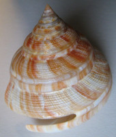 Mikadotrochus hirasei 1)   Pilsbry, 1903