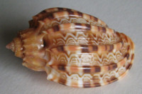 Harpa kajiyamai, Rehder, 1973