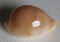 Cypraea sakuraii (T. Habe, 1970)