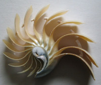 Fragment Nautilus pompilius