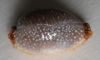 Cypraea staphylaea , Linné, 1758