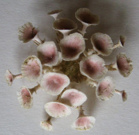 Goniocidaris clypeata Döderlein, 1885