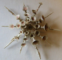 Goniocidaris clypeata Döderlein, 1885 