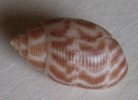 Acteon fabreanus  Crosee, 1874