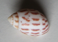 Acteon fabreanus  Crosee, 1874