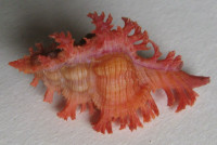 Chicoreus nobilis Shikama, 1977