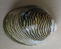 Septaria cumingiana 1)  (C.A. Récluz, 1843)