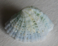 Montfortista panhi 1)  (Quoy & Gaimard, 1834)