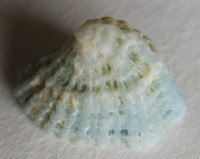 Montfortista panhi 2) (Quoy & Gaimard, 1834)