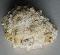 Amplidrupa aperta  (Blainville, 1832)  