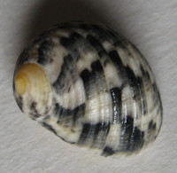Nerita grisea Reeve, 1855	