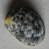 Nerita grisea 1)  Reeve, 1855	