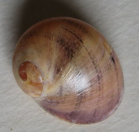 Neritodryas dubia mikoi T. Cossignani, 2016