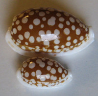 Cypraea cribraria, Linnaeus, 1758