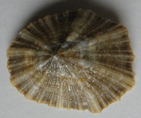 Patella caerulea  Linnaeus, 1758