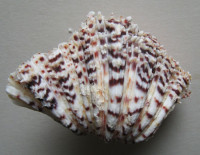 Hippopus hippopus  1)   (Linnaeus, 1758)  