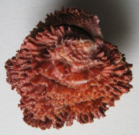  Chama brassica Reeve, 1847