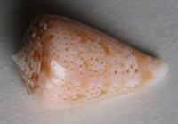 Conus otohimeae, Kuroda & Ito, 1961