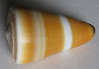 Conus flavidus  Lamarck, 1810