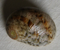 Nerita litterata, Gmelin, 1791