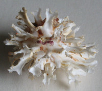 Chama lazarus (Linnaeus, 1758)