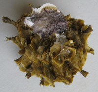 Lopha cristagalli   (Linnaeus, 1758)