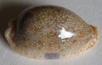 Cypraea erosa, Linnaeus, 1758  GIANT