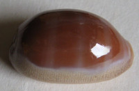 Cypraea carneola   (Linné, 1758)