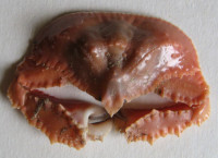 Cryptopodia collifer  Flipse, 1930