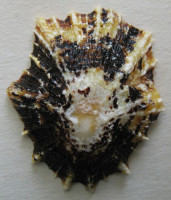 Patella flexuosa 2) Quoy, J.R.C. & Gaimard,J.P., 1834