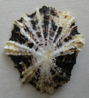 Patella flexuosa 3) Quoy, J.R.C. & Gaimard,J.P., 1834