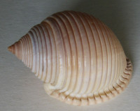 Semicassis umbilicata  (Pease, 1861)