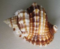 Distorsio anus, (Linnaeus, 1758)