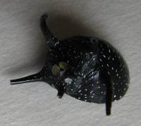 Clithon spiniferum   (Récluz, 1842)