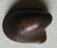 Neripteron holosericeum  (Garrett, 1872)