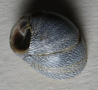 Clithon auxilloi - NEW SPECIMEN , Gras, 2024