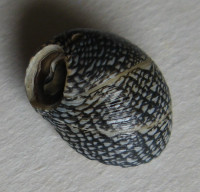 Clithon auxilloi - NEW SPECIMEN , Gras, 2024