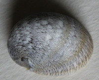 Neripteron asperulata 1)  (Récluz, 1843)