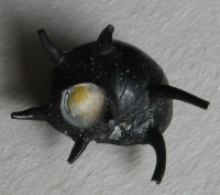 Clithon spiniferum 1)  (Récluz, 1842)