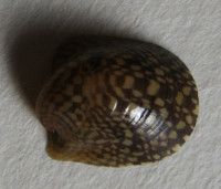 Neripteron bicanaliculatum  (Récluz, 1843)
